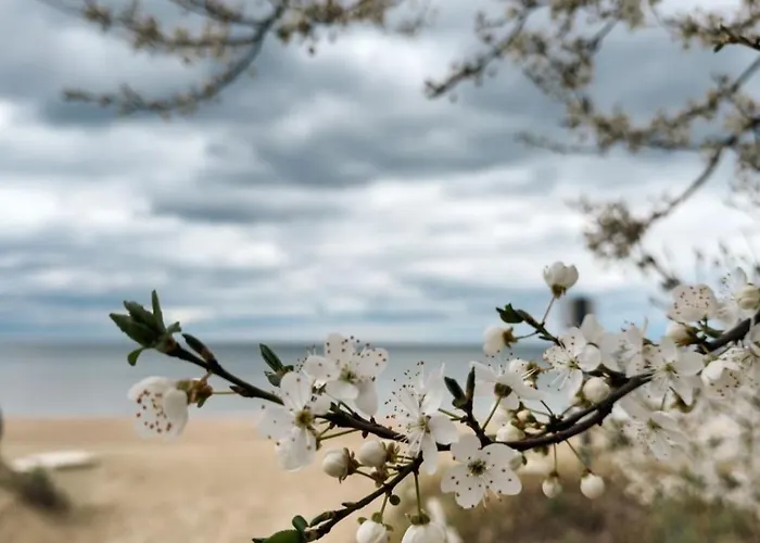 Marina Elegance 4* 소포트